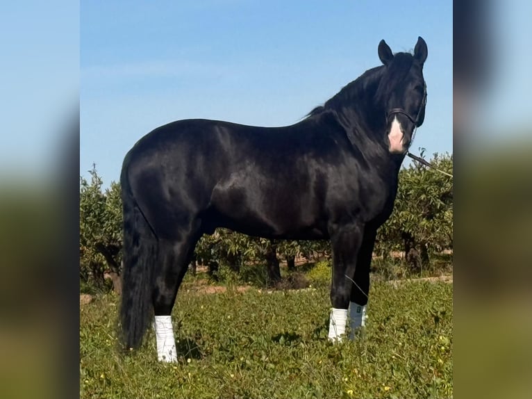 PRE Stallion 5 years 16,1 hh Black in Schwarme