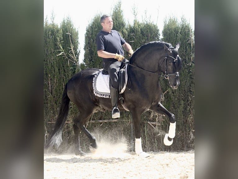 PRE Mix Stallion 5 years 16,1 hh Black in Jerez de la Frontera