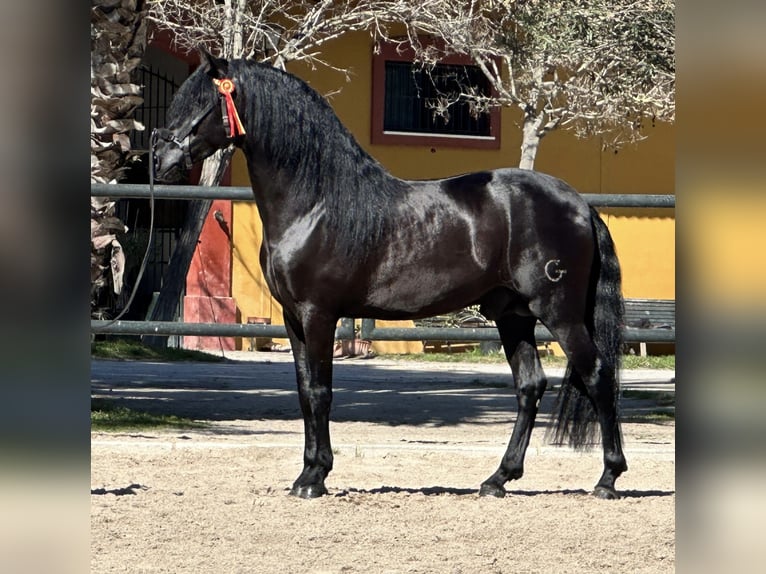 PRE Mix Stallion 5 years 16,1 hh Black in Jerez de la Frontera