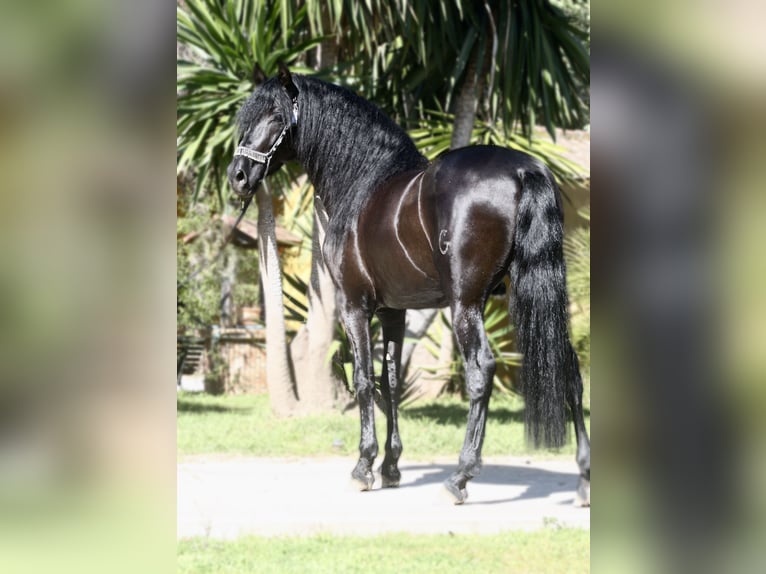 PRE Mix Stallion 5 years 16,1 hh Black in Jerez de la Frontera