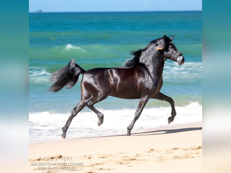 PRE Mix Stallion 5 years 16,1 hh Black in Jerez de la Frontera