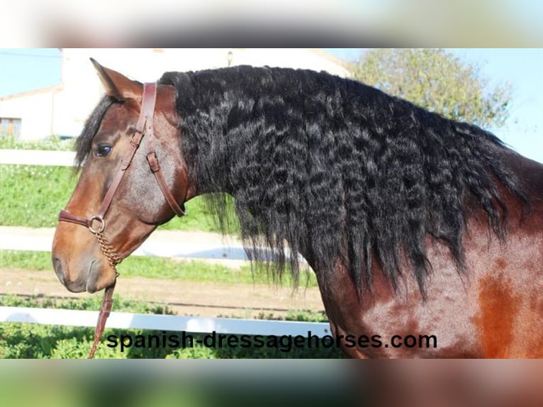 PRE Mix Stallion 5 years 16,1 hh Brown in Barcelona