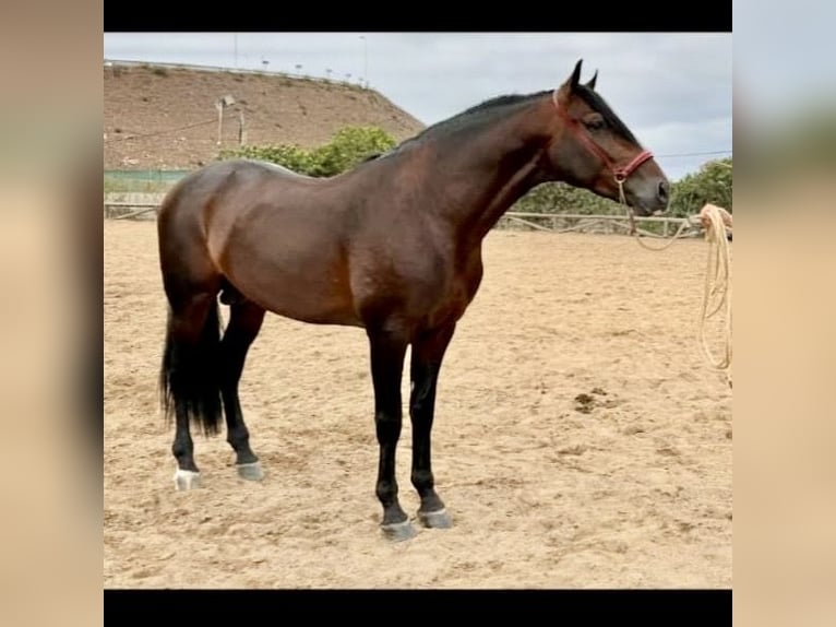PRE Mix Stallion 5 years 16,1 hh Brown in Galaroza (Huelva)