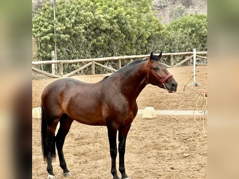 PRE Mix Stallion 5 years 16,1 hh Brown in Galaroza (Huelva)