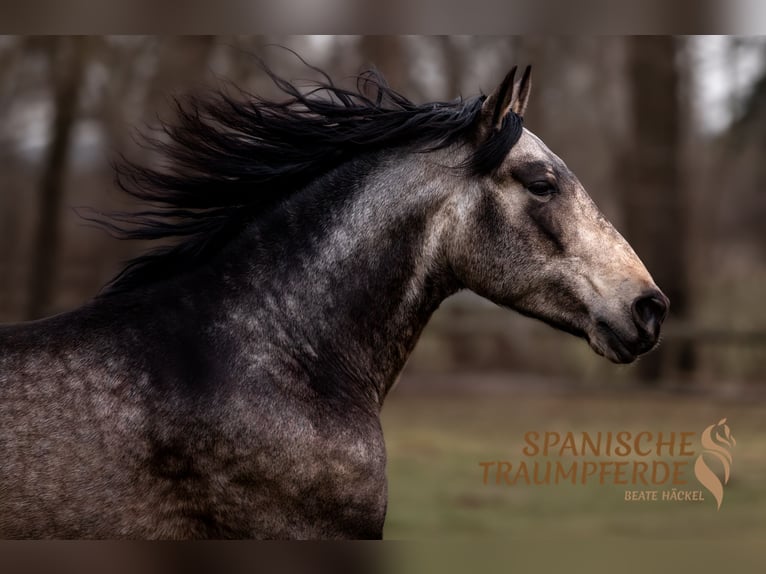 PRE Stallion 5 years 16,1 hh Dun in Traventhal