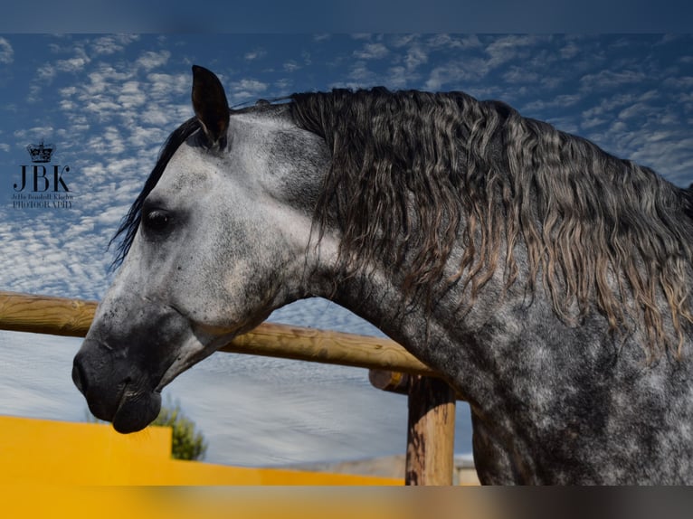 PRE Mix Stallion 5 years 16,1 hh Gray-Dapple in Tabernas Almeria