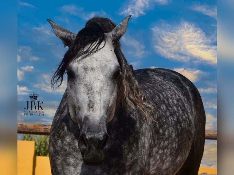 PRE Mix Stallion 5 years 16,1 hh Gray-Dapple in Tabernas Almeria