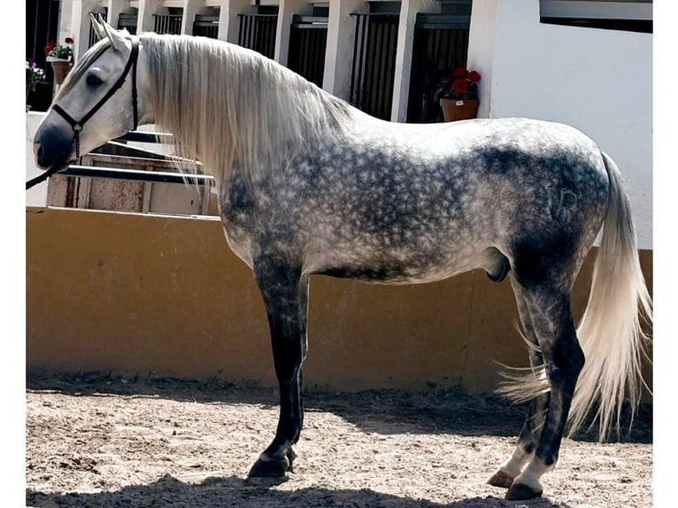 PRE Mix Stallion 5 years 16,1 hh Gray in Navas Del Madroño