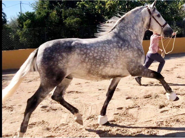 PRE Mix Stallion 5 years 16,1 hh Gray in Navas Del Madroño