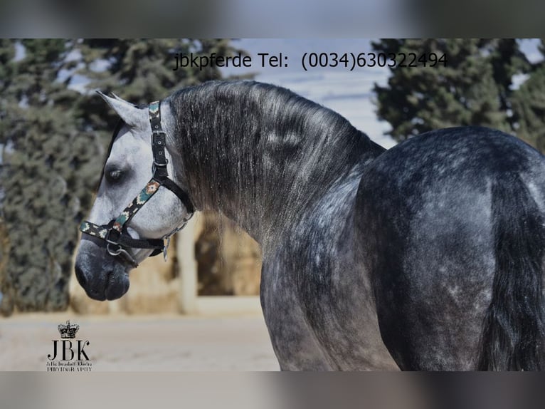 PRE Mix Stallion 5 years 16,1 hh Grey-Dapple in Tabernas Almeria