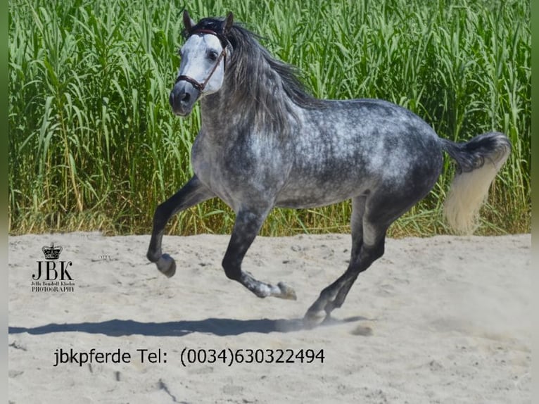 PRE Mix Stallion 5 years 16,1 hh Grey-Dapple in Tabernas Almeria