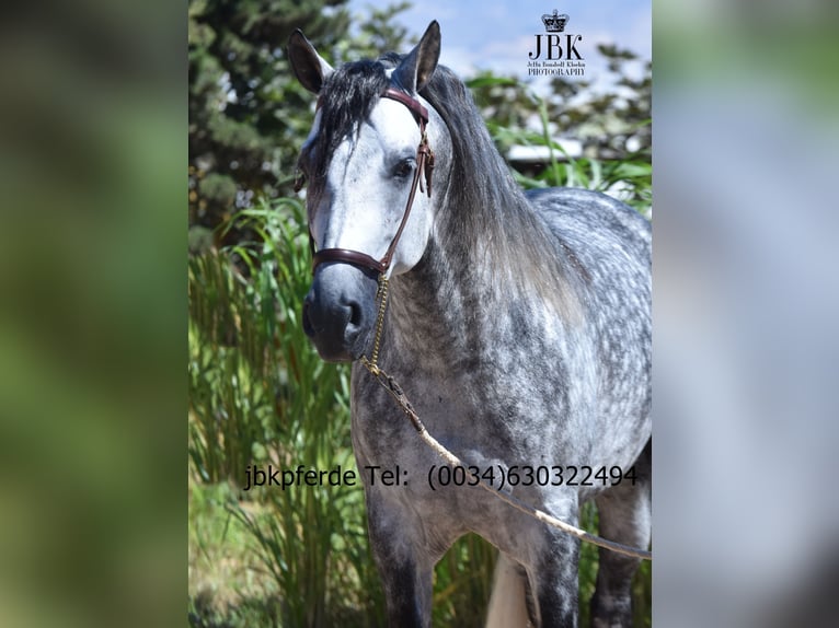 PRE Mix Stallion 5 years 16,1 hh Grey-Dapple in Tabernas Almeria