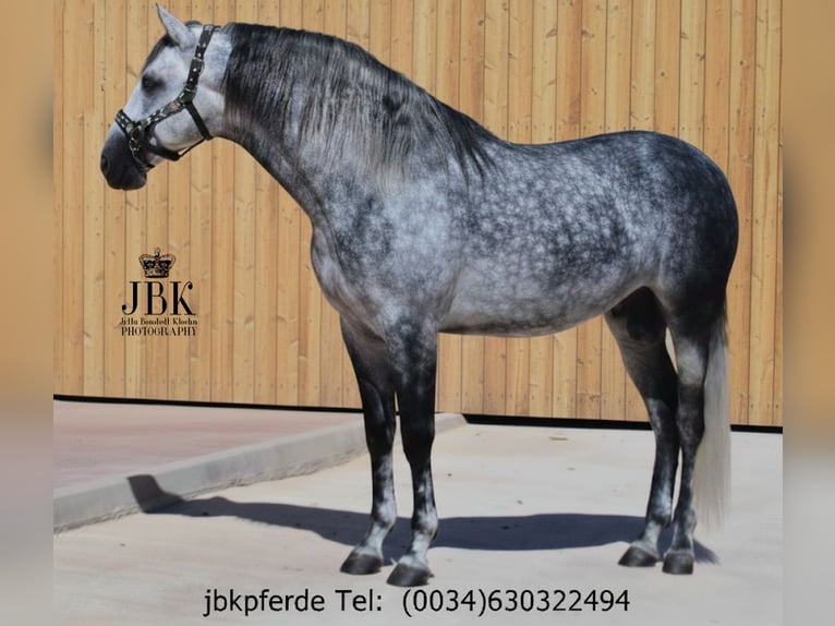PRE Mix Stallion 5 years 16,1 hh Grey-Dapple in Tabernas Almeria