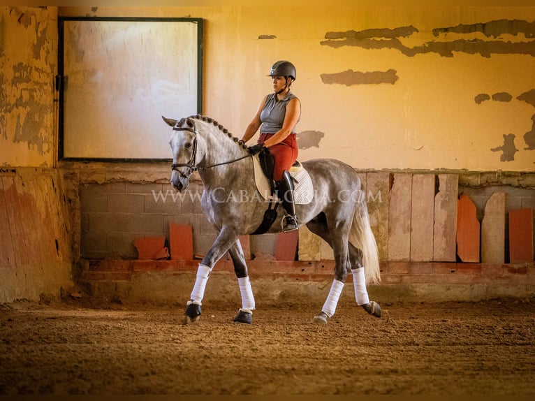 PRE Stallion 5 years 16,1 hh Grey-Dapple in Rafelguaraf