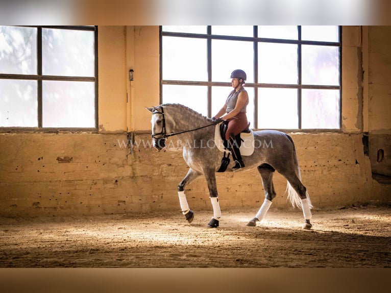 PRE Stallion 5 years 16,1 hh Grey-Dapple in Rafelguaraf
