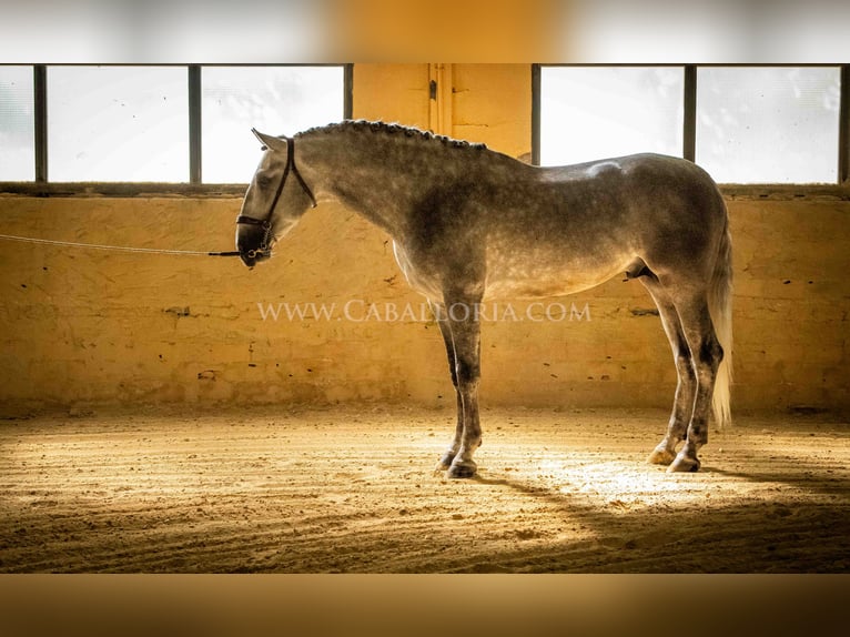 PRE Stallion 5 years 16,1 hh Grey-Dapple in Rafelguaraf
