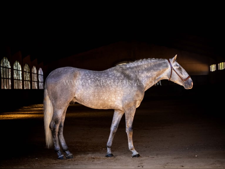 PRE Stallion 5 years 16,1 hh Grey-Dapple in Rafelguaraf