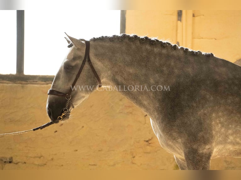 PRE Stallion 5 years 16,1 hh Grey-Dapple in Rafelguaraf