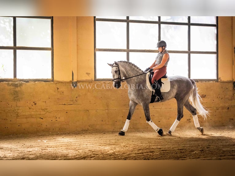 PRE Stallion 5 years 16,1 hh Grey-Dapple in Rafelguaraf