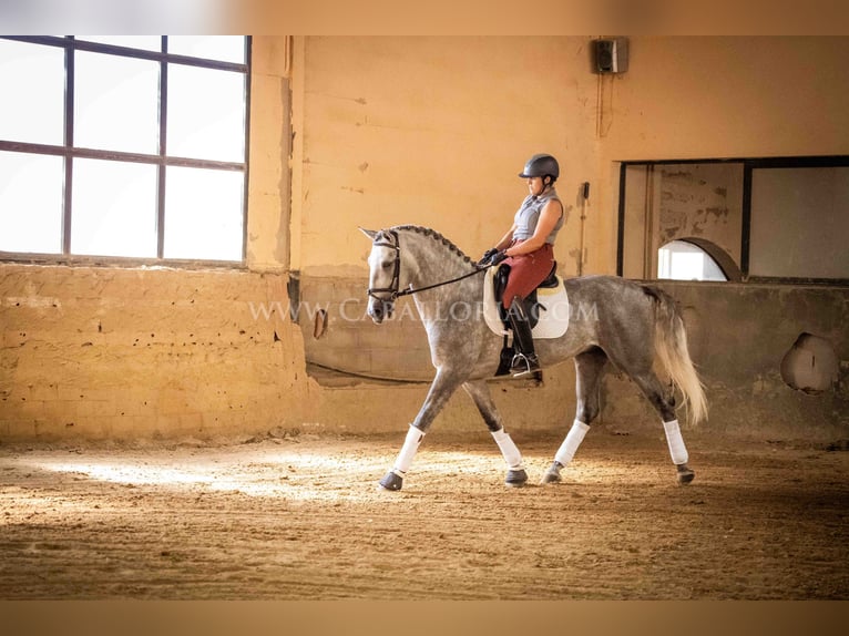 PRE Stallion 5 years 16,1 hh Grey-Dapple in Rafelguaraf