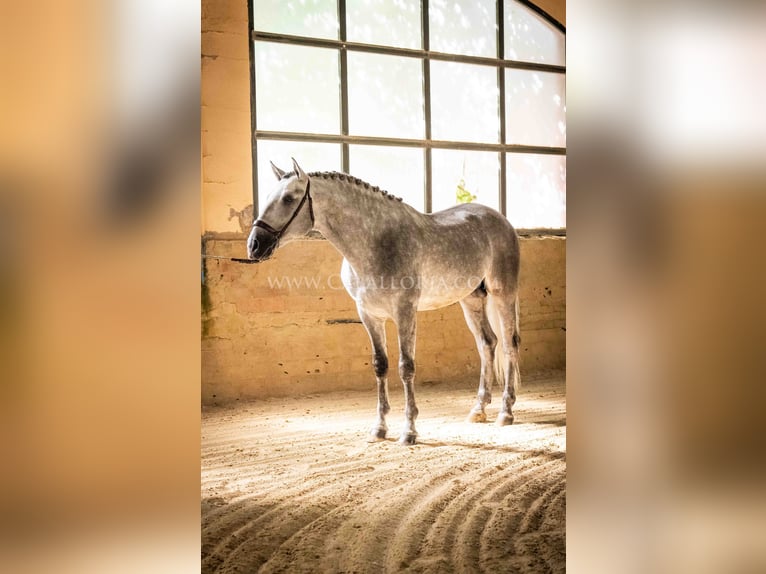 PRE Stallion 5 years 16,1 hh Grey-Dapple in Rafelguaraf