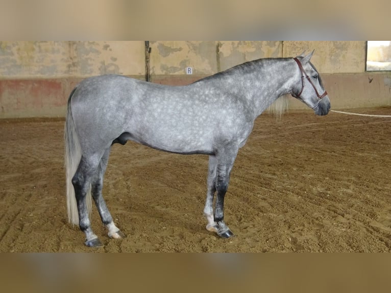 PRE Stallion 5 years 16,1 hh Grey in Alpera