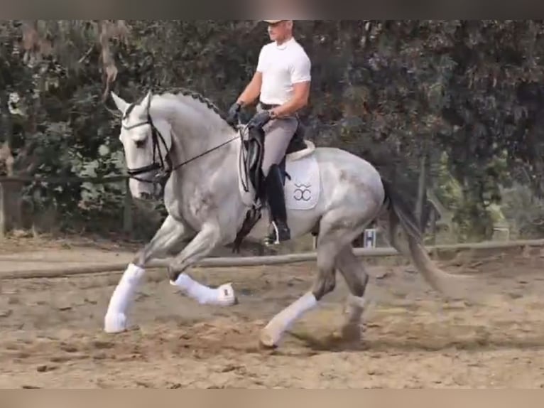 PRE Mix Stallion 5 years 16,1 hh Grey in Santa Perpetua de Mogoda