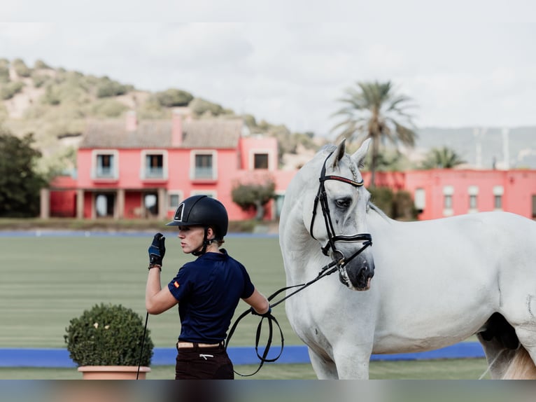 PRE Stallion 5 years 16,1 hh Grey in Fuendetodos