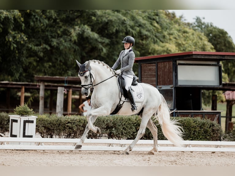 PRE Stallion 5 years 16,1 hh Grey in Fuendetodos