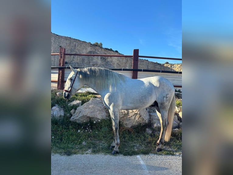 PRE Stallion 5 years 16,1 hh Grey in Fuendetodos