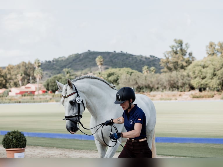 PRE Stallion 5 years 16,1 hh Grey in Fuendetodos