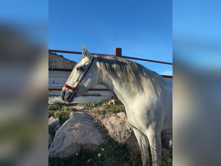 PRE Stallion 5 years 16,1 hh Grey in Fuendetodos