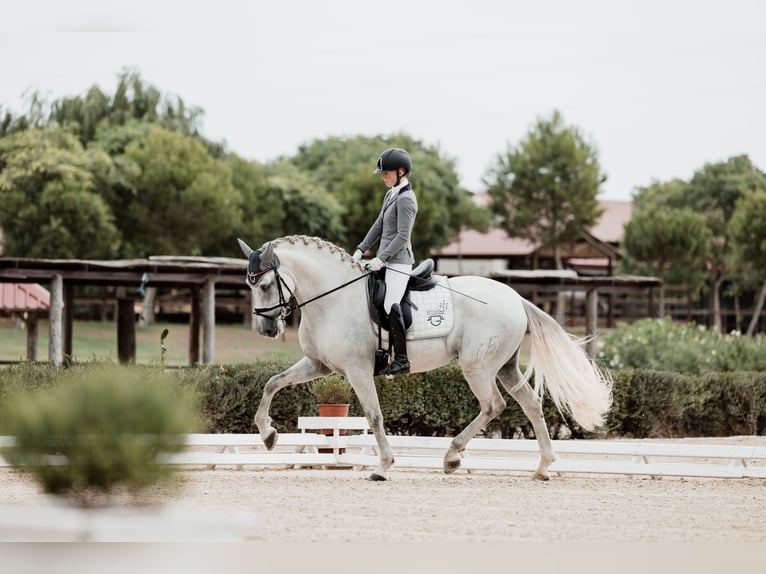 PRE Stallion 5 years 16,1 hh Grey in Fuendetodos