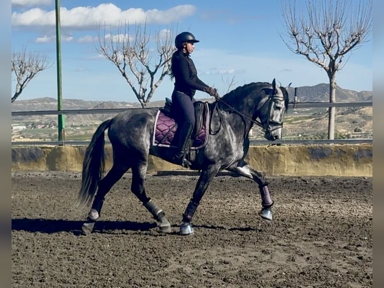 PRE Stallion 5 years 16,1 hh Grey in Cañada De San Pedro