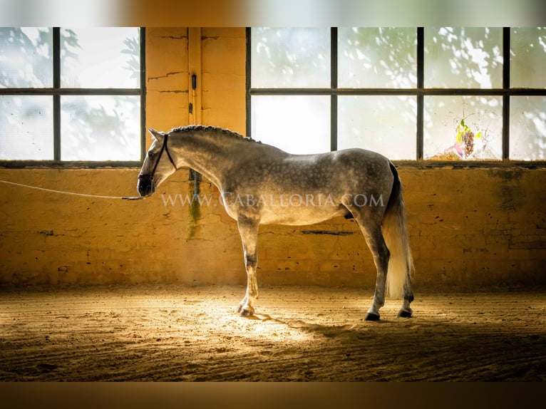 PRE Stallion 5 years 16,1 hh Grey in Rafelguaraf