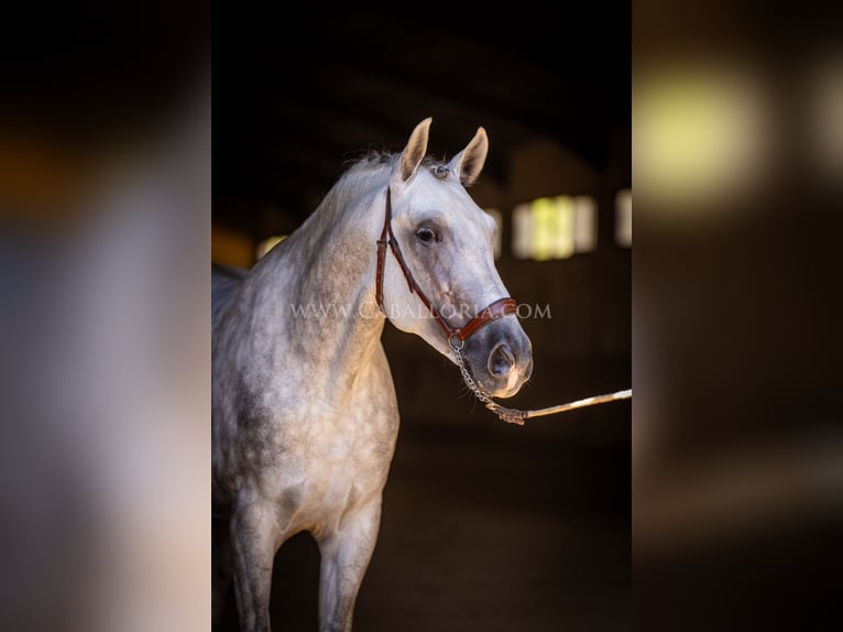 PRE Stallion 5 years 16,1 hh Grey in Rafelguaraf