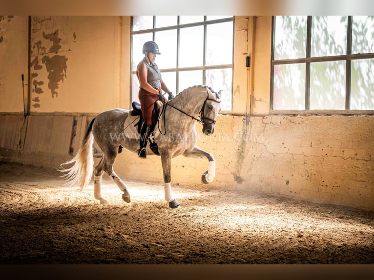PRE Stallion 5 years 16,1 hh Grey in Rafelguaraf