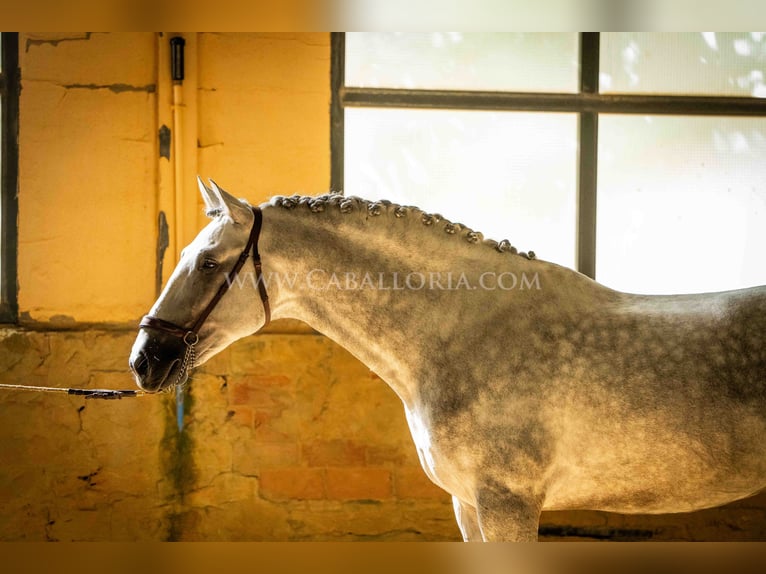 PRE Stallion 5 years 16,1 hh Grey in Rafelguaraf