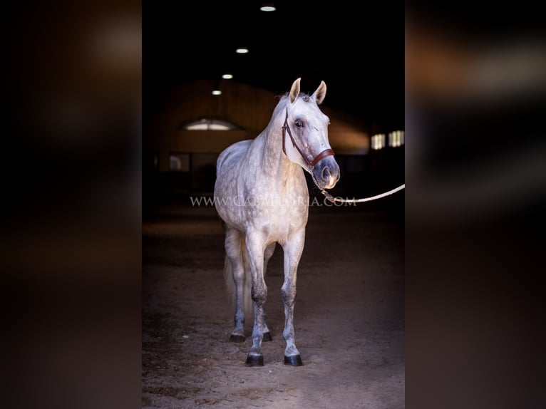 PRE Stallion 5 years 16,1 hh Grey in Rafelguaraf