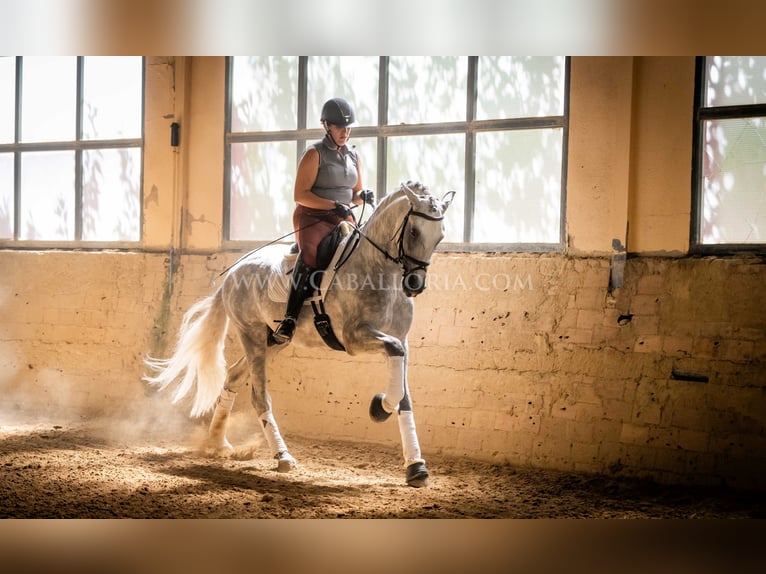 PRE Stallion 5 years 16,1 hh Grey in Rafelguaraf