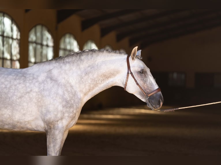 PRE Stallion 5 years 16,1 hh Grey in Rafelguaraf