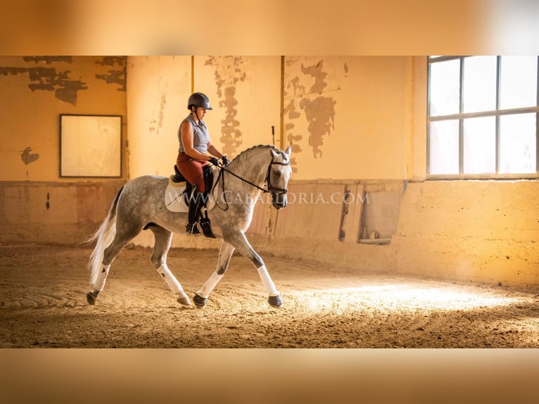 PRE Stallion 5 years 16,1 hh Grey in Rafelguaraf