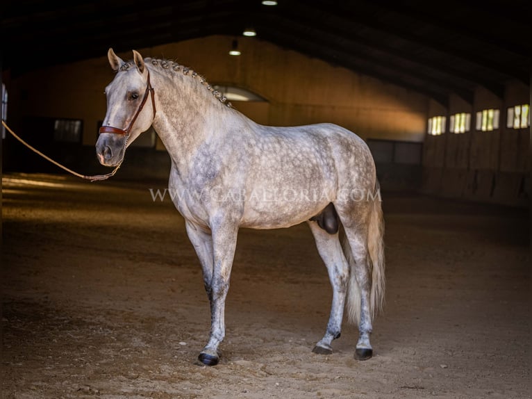 PRE Stallion 5 years 16,1 hh Grey in Rafelguaraf
