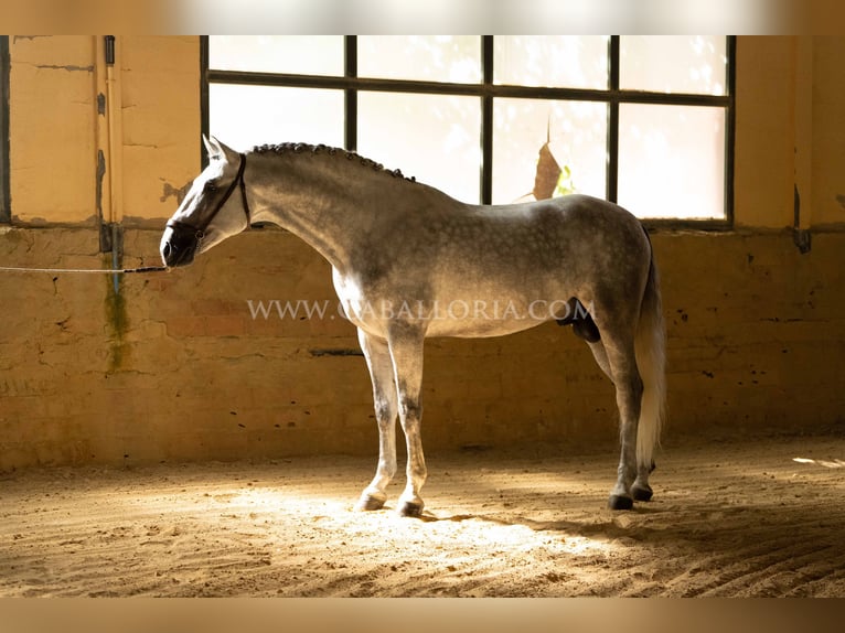 PRE Stallion 5 years 16,1 hh Grey in Rafelguaraf