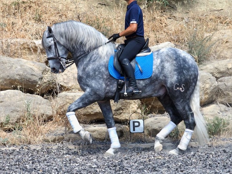PRE Mix Stallion 5 years 16,1 hh Grey in NAVAS DEL MADRONO