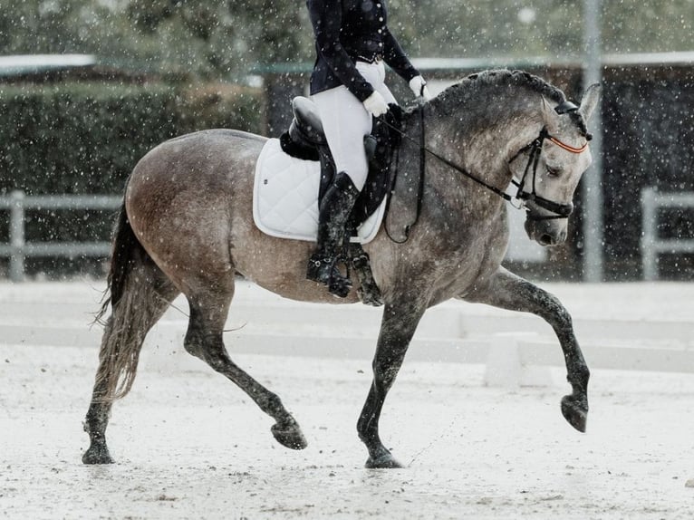 PRE Mix Stallion 5 years 16,1 hh Grey in Navas Del Madro&#xF1;o