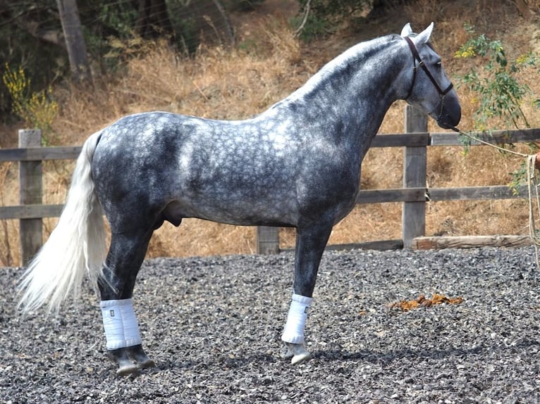 PRE Mix Stallion 5 years 16,1 hh Grey in NAVAS DEL MADRONO