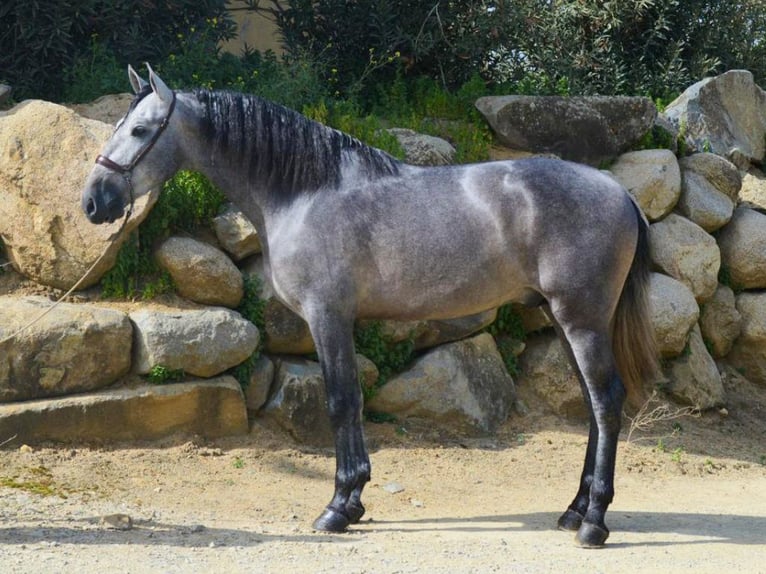 PRE Mix Stallion 5 years 16,1 hh Grey in NAVAS DEL MADRONO