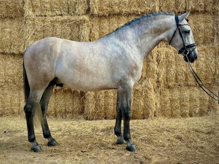 PRE Mix Stallion 5 years 16,1 hh Grey in Navas Del Madro&#xF1;o