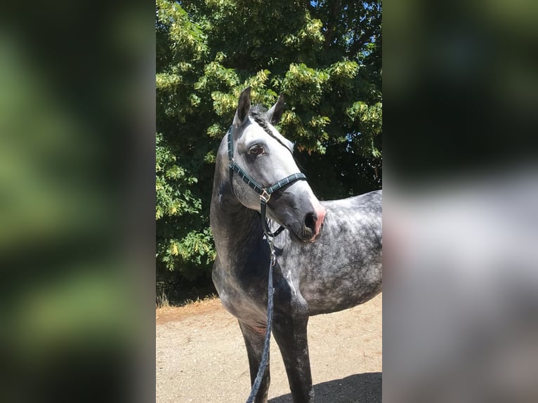 PRE Mix Stallion 5 years 16,1 hh Grey in Promano